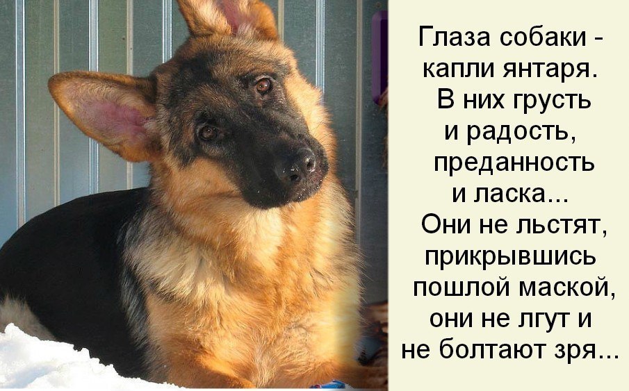 К чему снится собака: секреты и значения сновидений