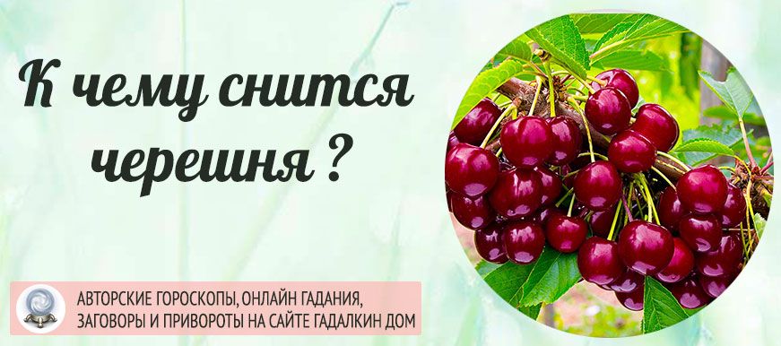 Сонник черешня: к чему снится и что означает сон?