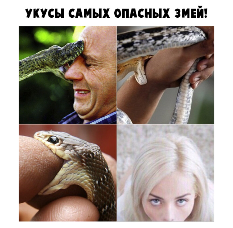 Приснился укус змеи – к предательству или к излечению змеиным ядом?