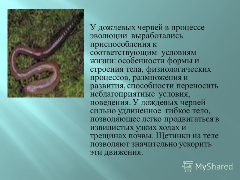 Дождевой червь: описание, среда обитания, чем питается
