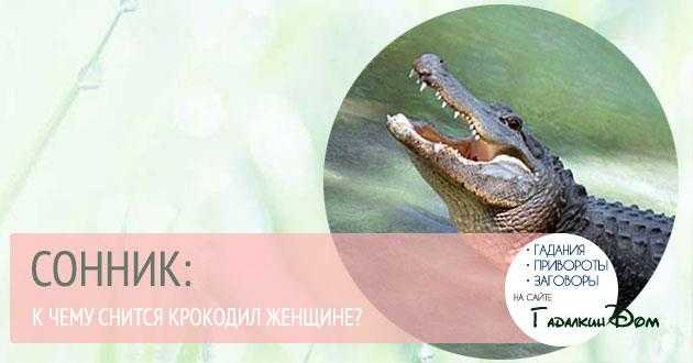 К чему снится маленький крокодил: зеленый, белый, мертвый, много, в воде, доме, квартире, зоопарке, руках, нападает, кусает, покупать