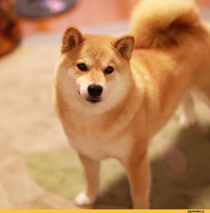 Doge meme порода собаки