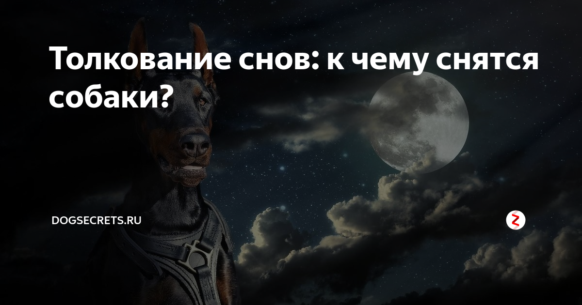 К чему снятся злые собаки: сны для женщины, сновидение в котором пес лает и кидается