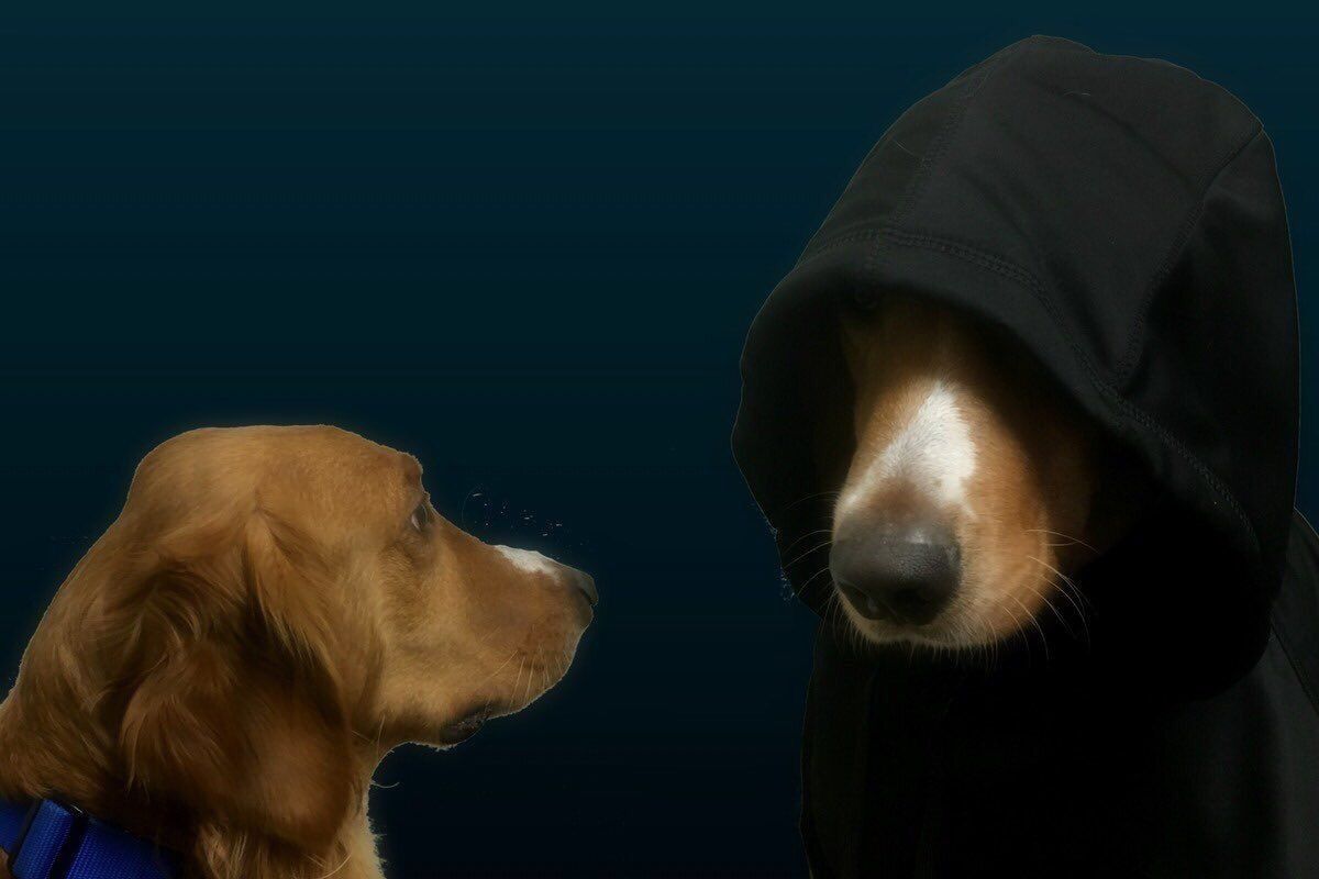 Advice dog meme generator - imgflip