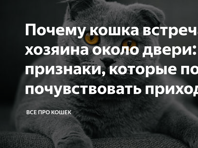 Как завоевать доверие бездомного кота: 10 шагов
