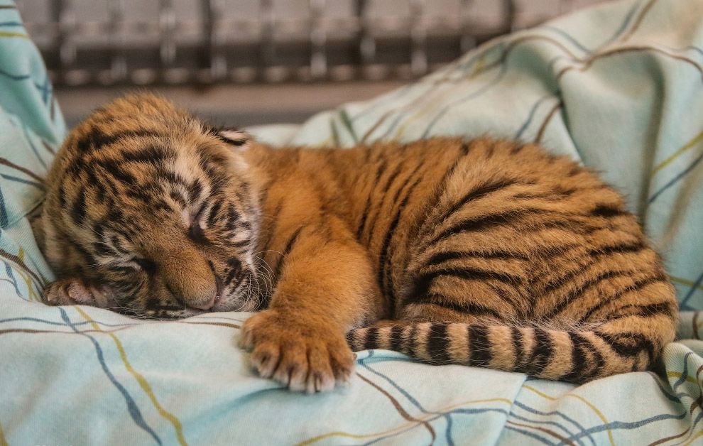 К чему снится тигрёнок – значение по соннику для женщин и мужчин