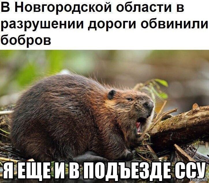 Анекдот против мема: как от историй про вовочку мы перешли к котам наташи