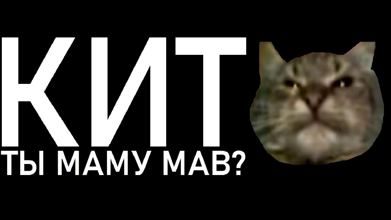 Откуда мем "кот, ты маму мяу!" - история и происхождение