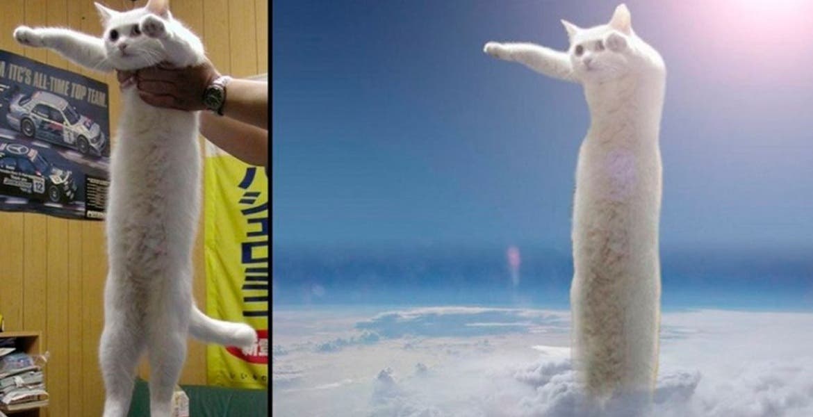 Longcat | know your meme