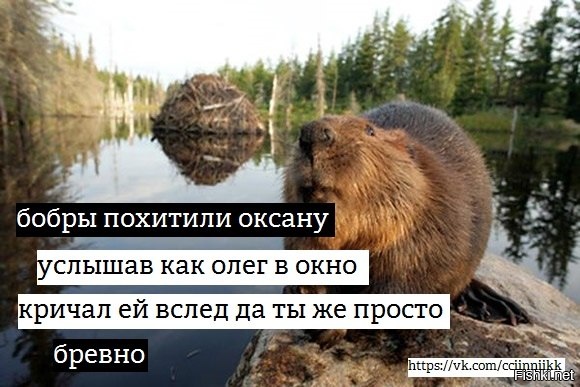 Природные строители: секреты жизни бобров - жизнь - info.sibnet.ru