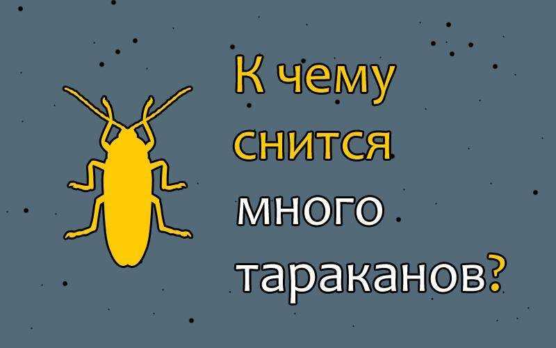 К чему снятся тараканы много и живые - приснились тараканы женщине, мужчине, трактовка сонниками