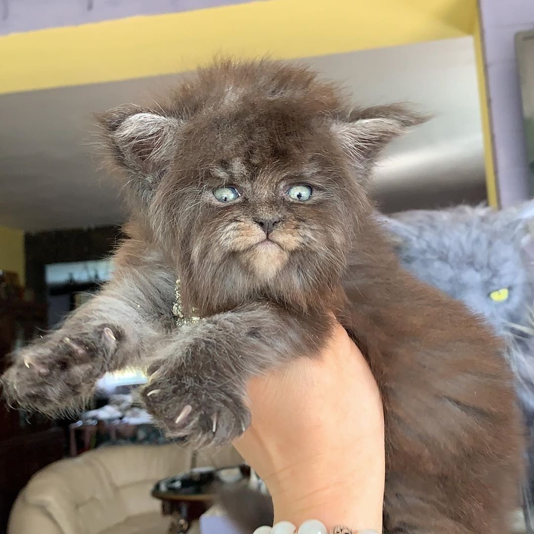 Кот с человеческим лицом