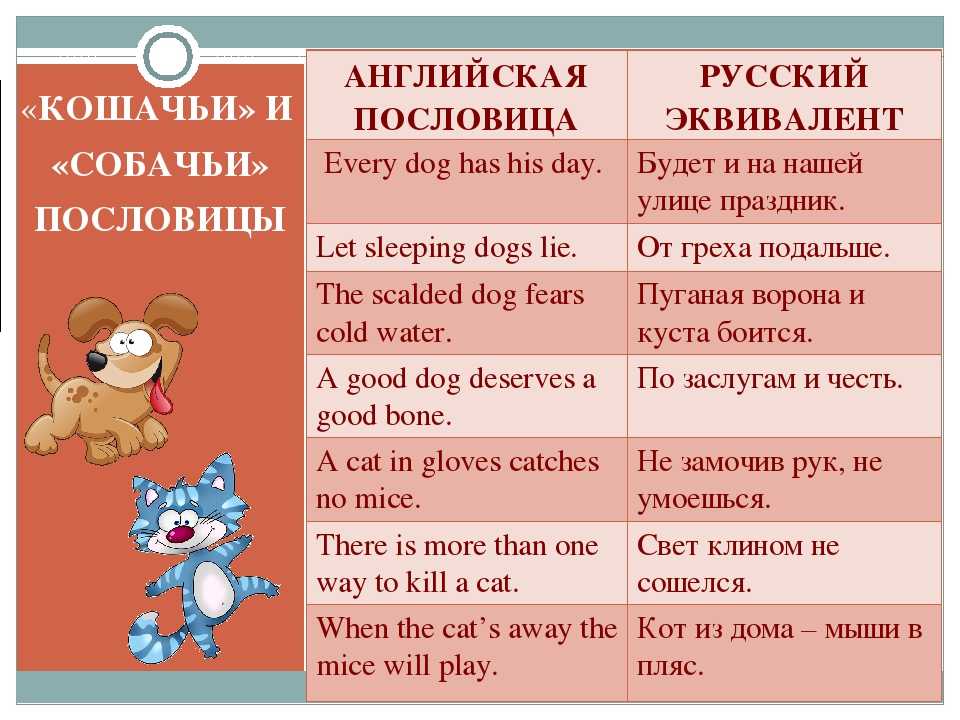 Медведь Бонжур Bonjour Bear, Медведь говорит Bonjour - мем с белым медведем, который выглядывает из заснеженной берлоги и говорит Bonjour