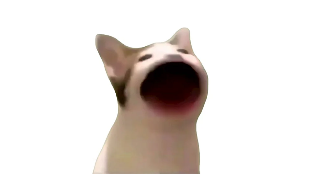 Женщина кричит на кошку - woman yelling at a cat
