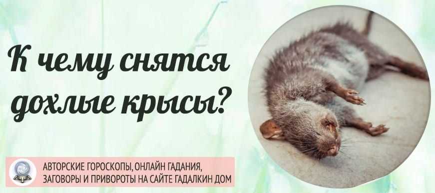 К чему снятся дохлые крысы и мыши: толкование сна о мертвых животных
