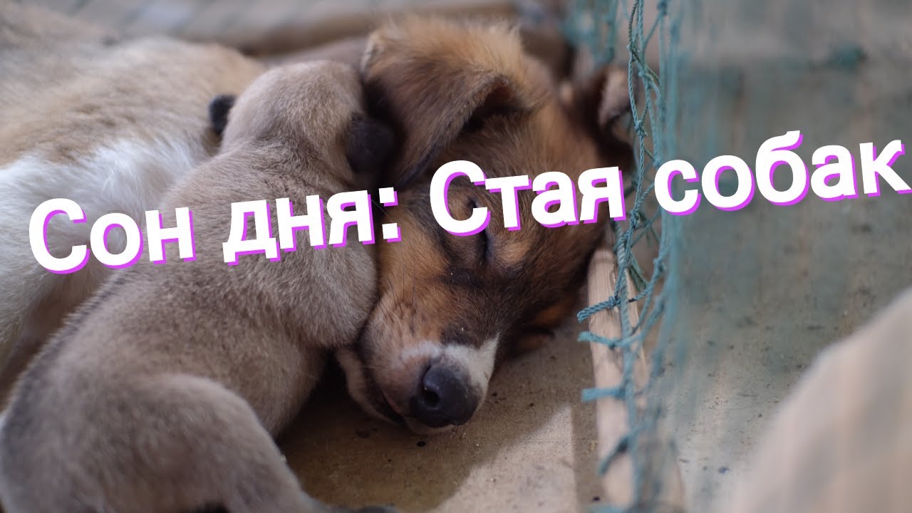 К чему снится много собак - значение сновидения для женщины