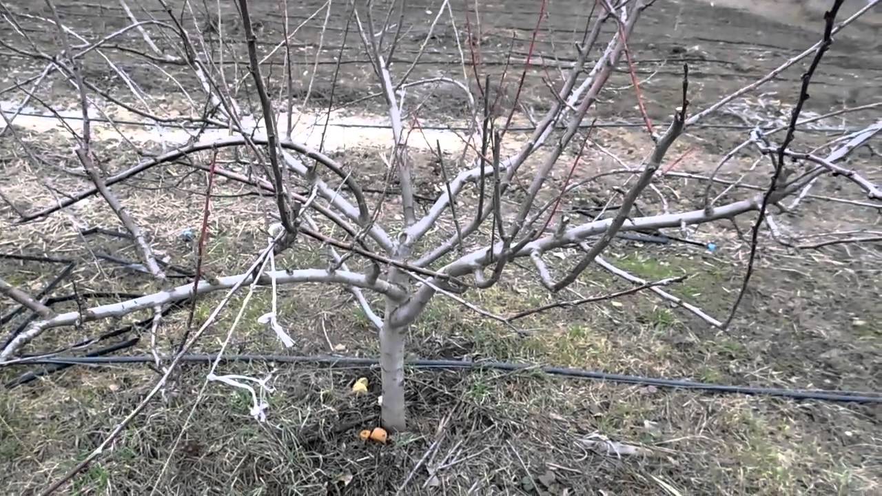 Текст песни желтая ветка - это на сайте rus-songs.ru