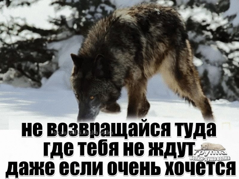 Собака – неоднозначный, интересный образ сновидений, много веков назад это животное стало другом и охранником человека К чему снится собака На этот вопрос