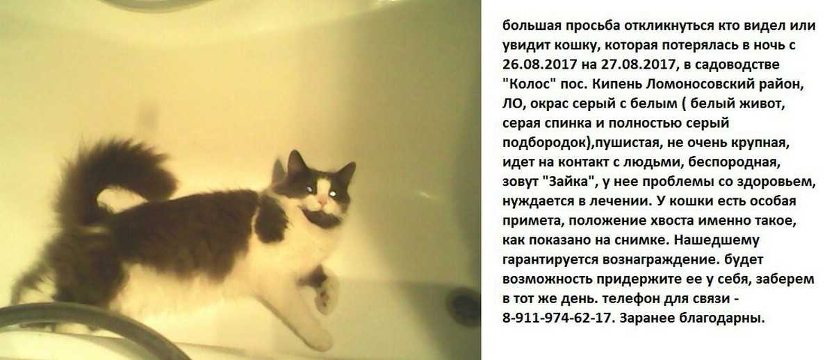 К чему снятся кошки и котята женщине по соннику