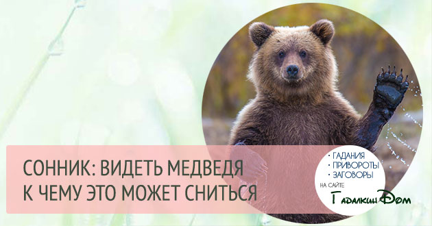 К чему снится медведь, сонник – медведь во сне