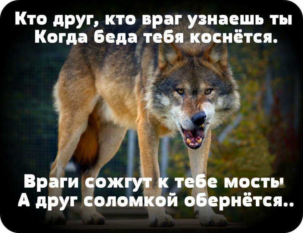 Сонник собака или к чему снится собака. видеть во сне собаку