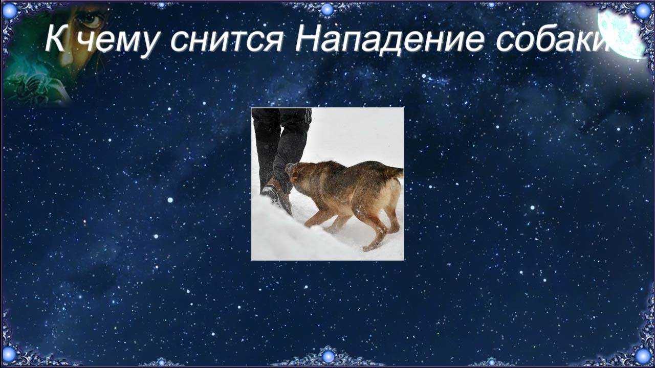 К чему снится стая собак