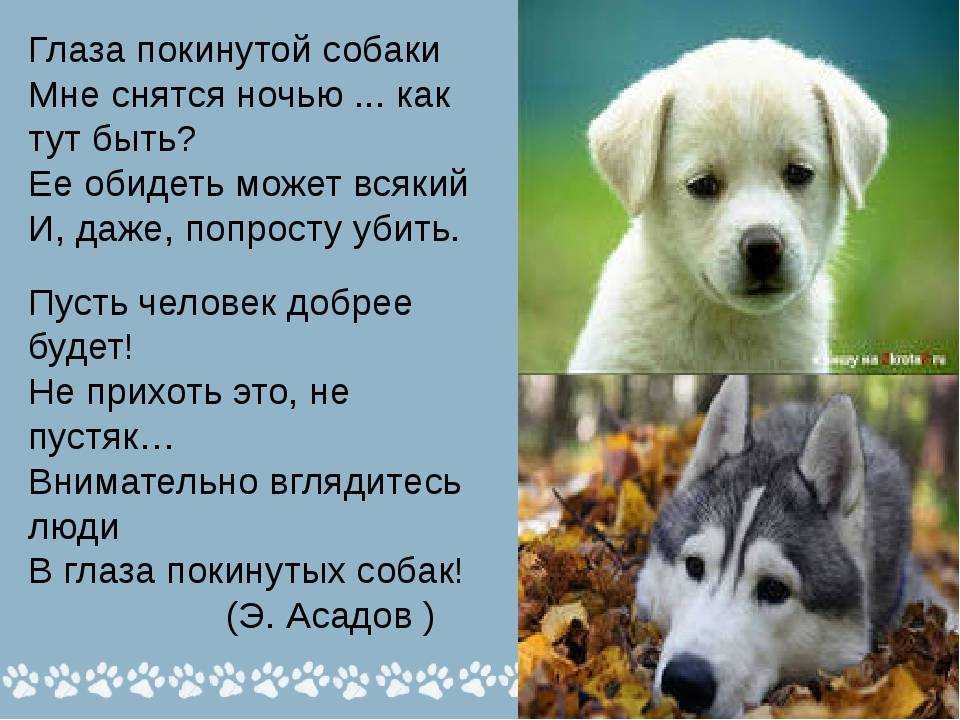 К чему снится большая собака: сонник и толкование | ваши питомцы