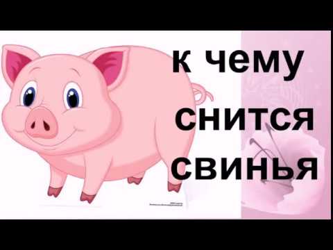 К чему снится свинья – простое и понятное толкование снов с хрюшами – клуб любителей хрюш