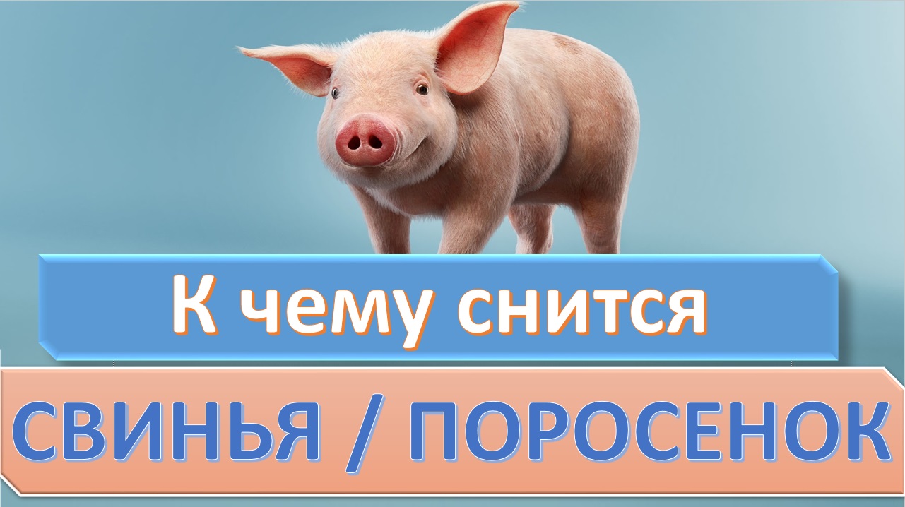 Свинья: характеристика, породы и домашнее содержание | планета животных