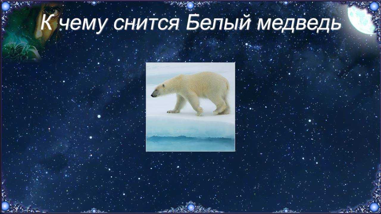 К чему снится белый медведь: что говорят сонники миллера, ванги, нострадамуса и фрейда и другие. толкование снов о белом медведе
