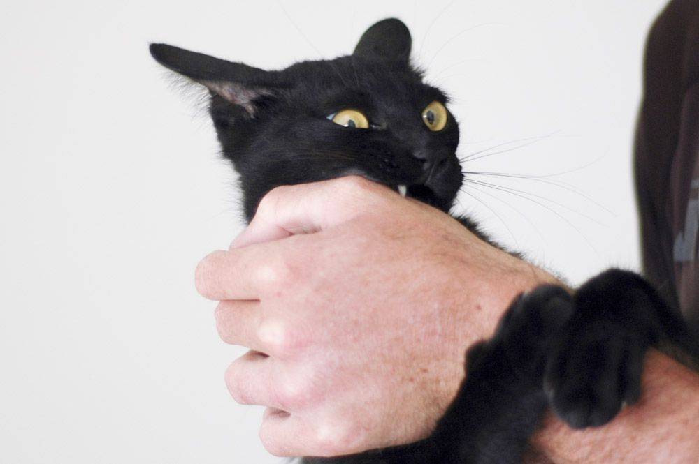 16 недовольных котов, которые смотрят на этот мир с нескрываемым презрением!