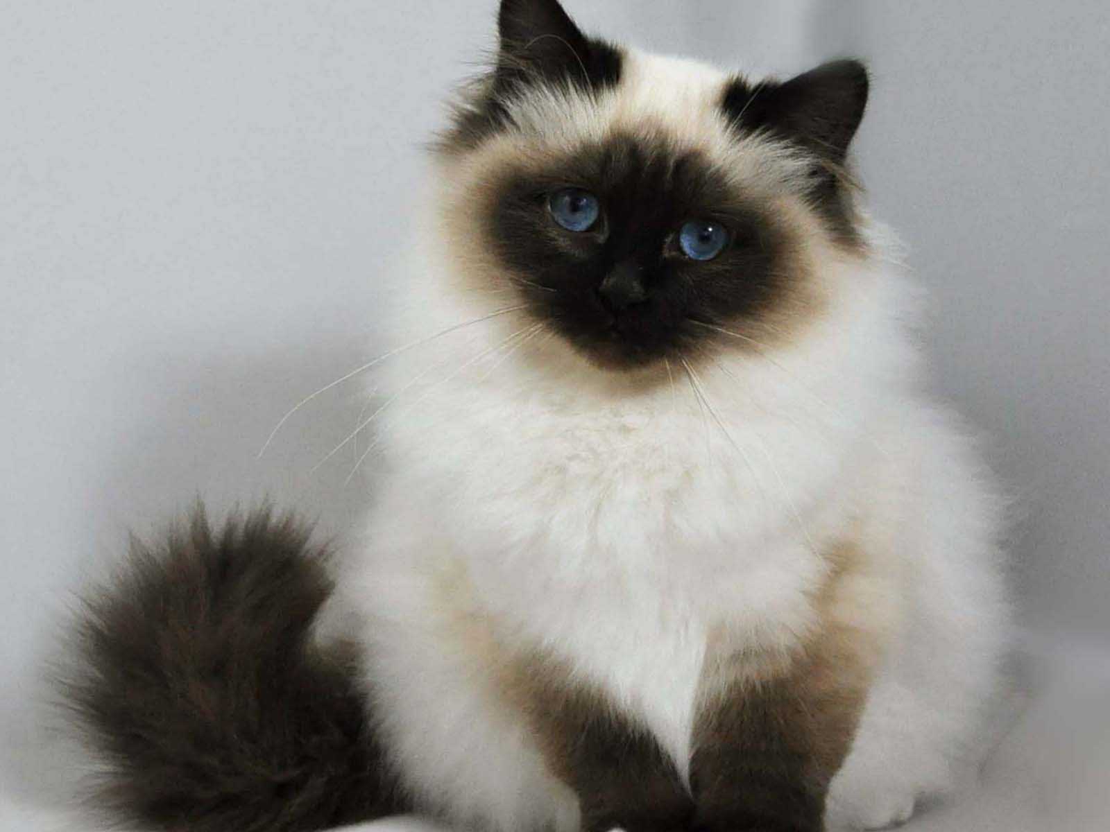 Котенок гималайской породы бубалех
