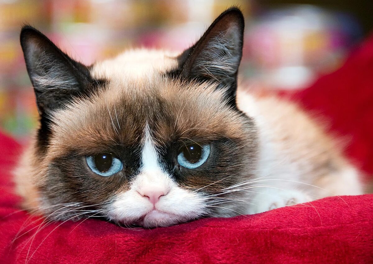 Самый грустный кот в мире (grumpy cat): фото, видео