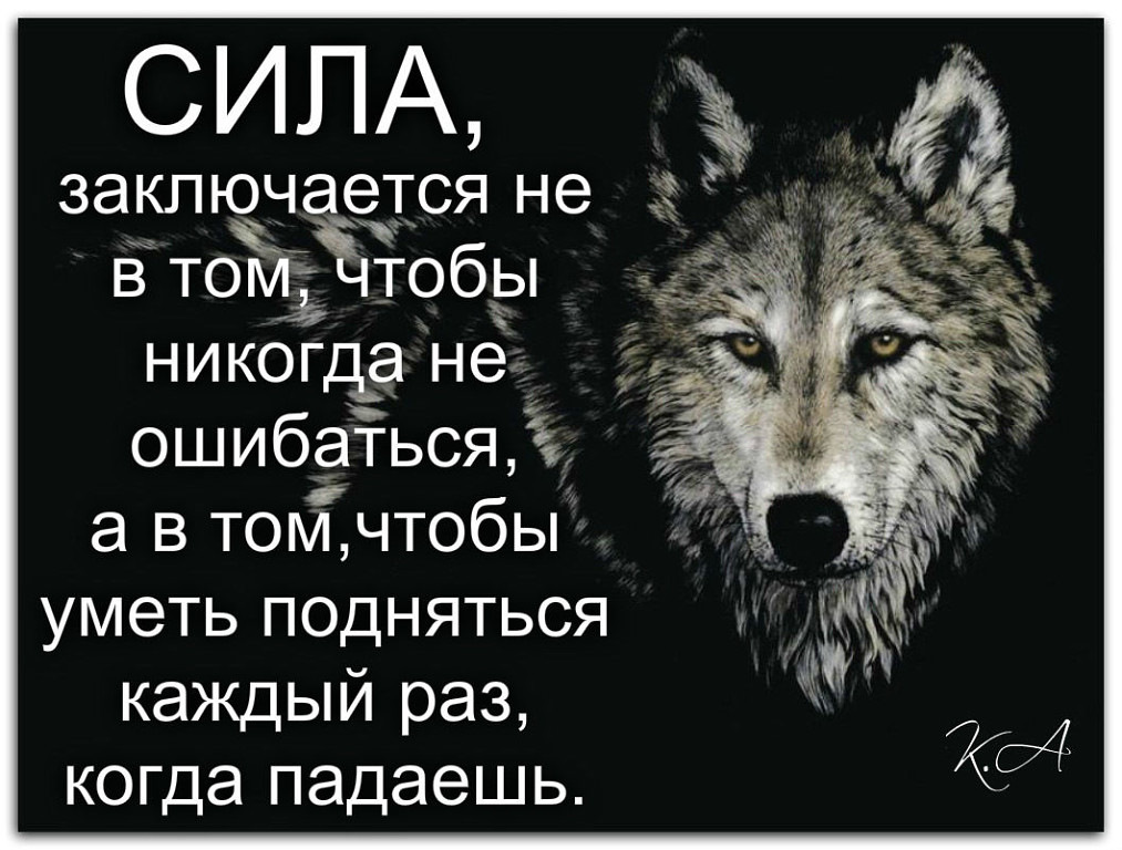 1 147 бесплатные изображения волк