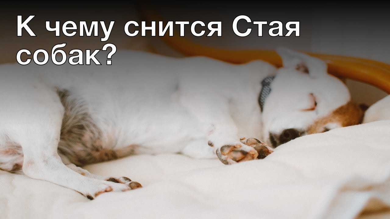 К чему снится собака. приснилась собака во сне - что это значит.
к чему снится собака. приснилась собака во сне - что это значит.