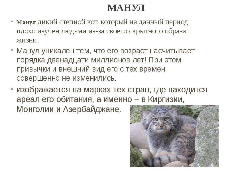 Манул и его особенности | животный мир