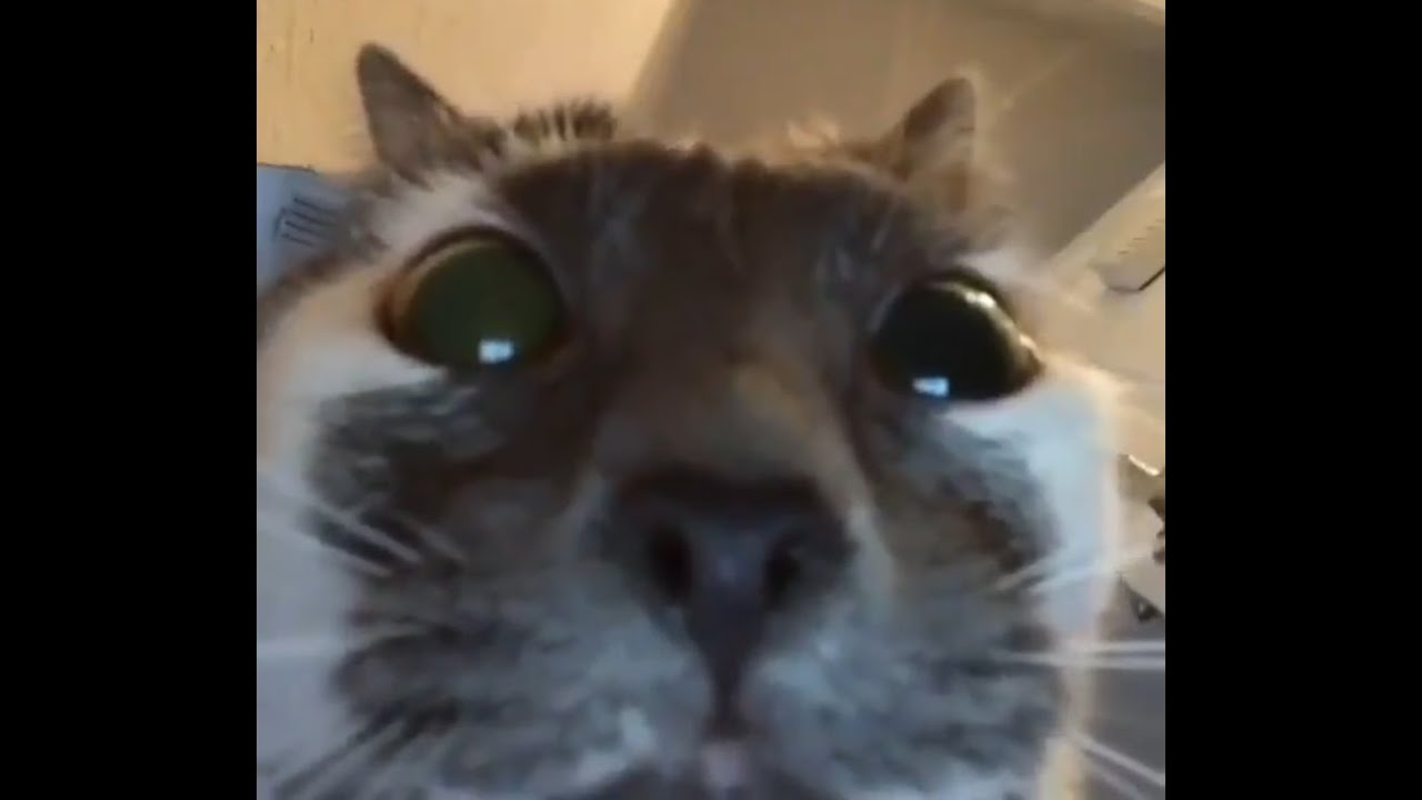Woman yelling at cat meme generator