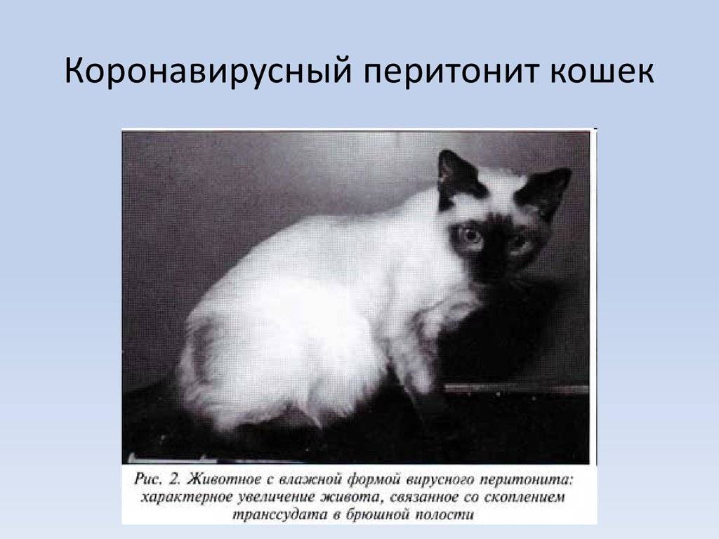 Может ли кошка заразиться от человека коронавирусом