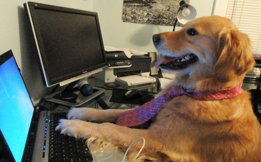 Advice dog meme generator - imgflip