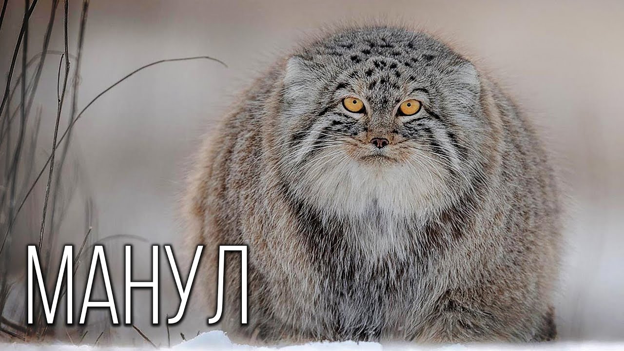 Манул (107 фото) - описание, где обитает, сколько живут, место в красной книги