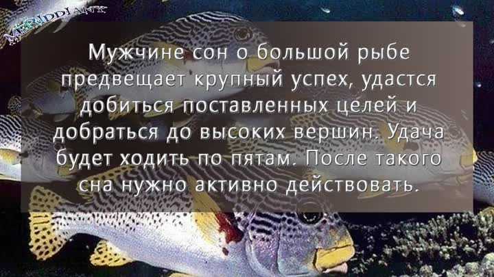 К чему снится солёная рыба. сонники про рыбу во сне женщины