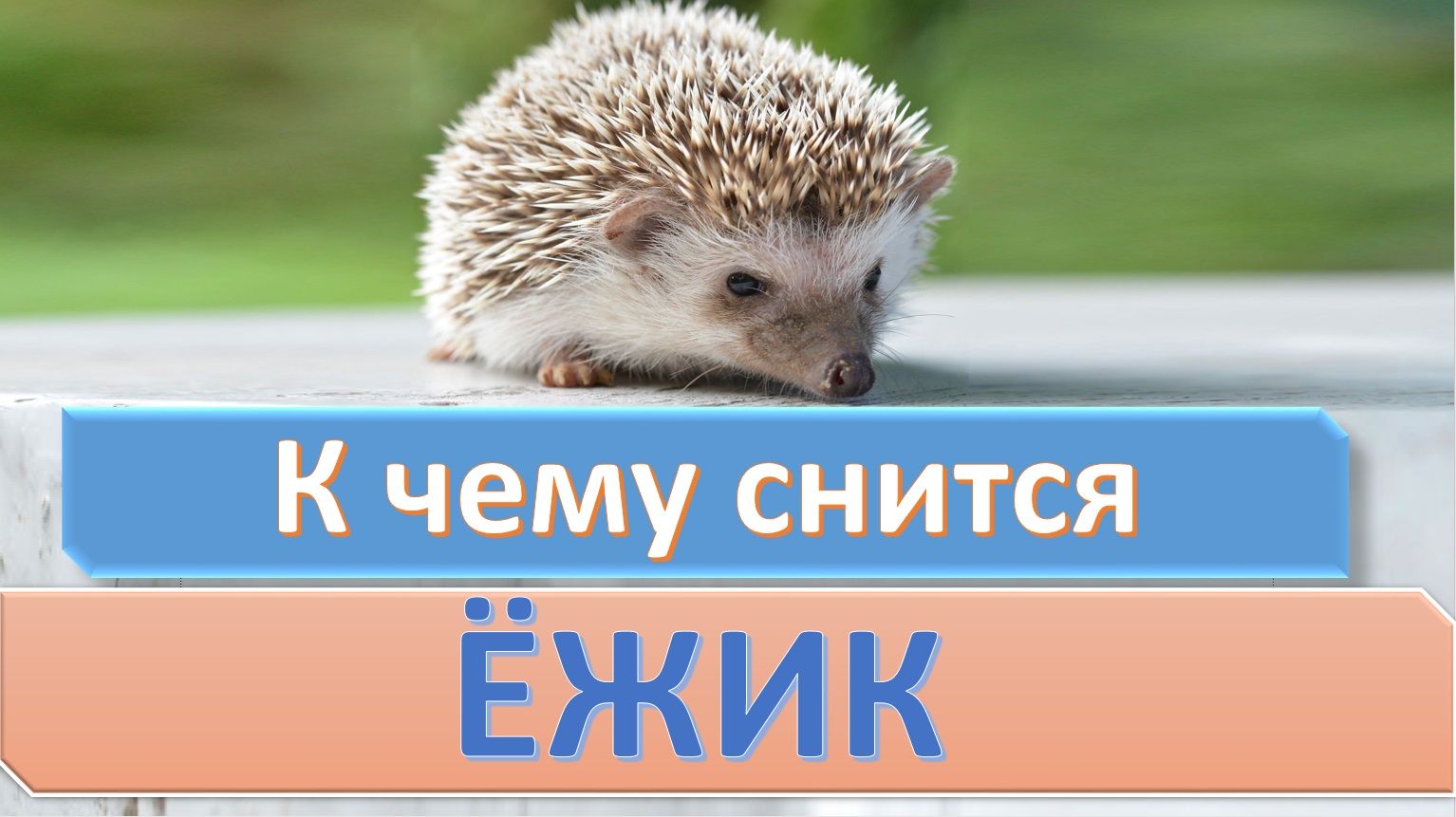 К чему снятся маленькие ежики: с иголками мягкими, без иголок, много, мертвые, с ежихой, в лесу, квартире, на руках, кормить, уколоться, наступить