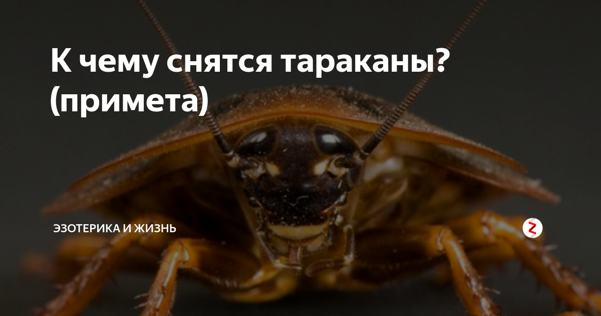 К чему снятся большие тараканы 🐜 — топ 40 толкований сна по сонникам 📚: что означает для мужчины и женщины видеть много огромных черных, рыжих или коричневых насекомых