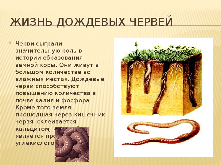 Доклад-сообщение дождевой червь 3, 5, 7 класс