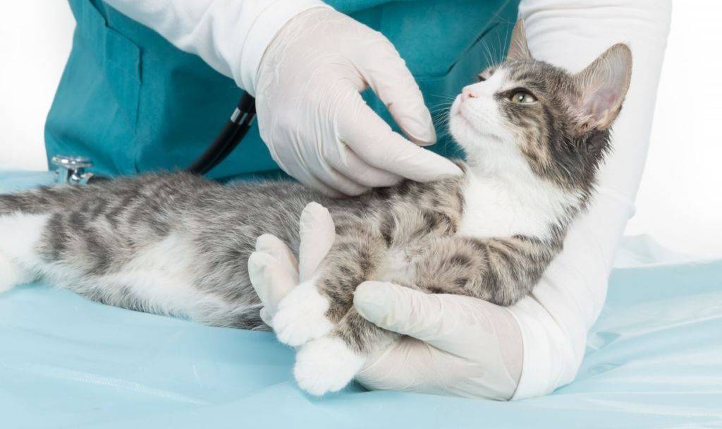Что такое коронавирус у кошки и как его лечить