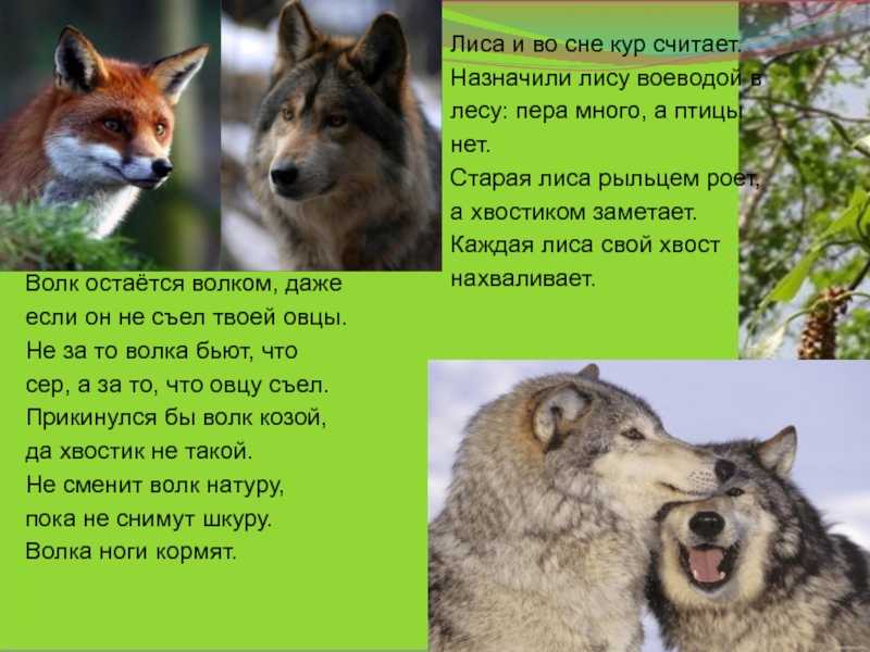К чему снятся волки: что означает сон с черной, белой, серой волчицей, волчонком в лесу для мужчины, женщины по соннику