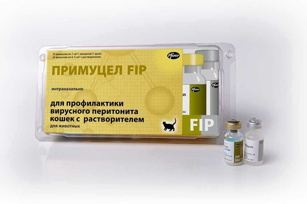 Коронавирус и кошки: можно ли заразить и заразиться, симптомы, лечение