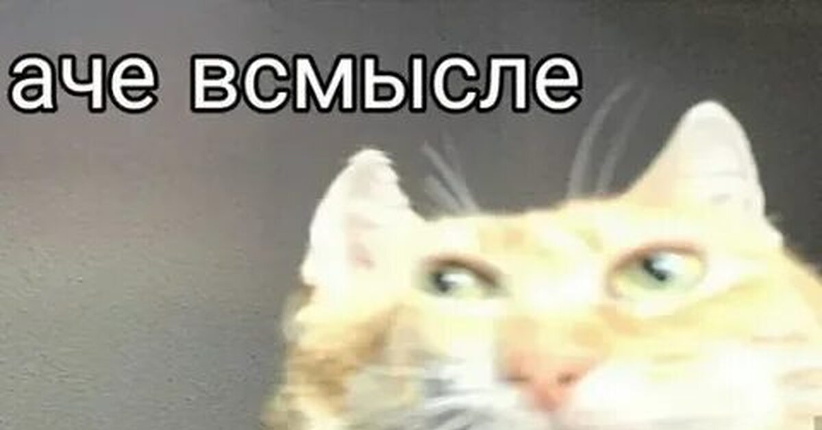 "ачё всмысле" - мем с котом, какой оригинал, картинка с надписью и без? - вопросник.про
