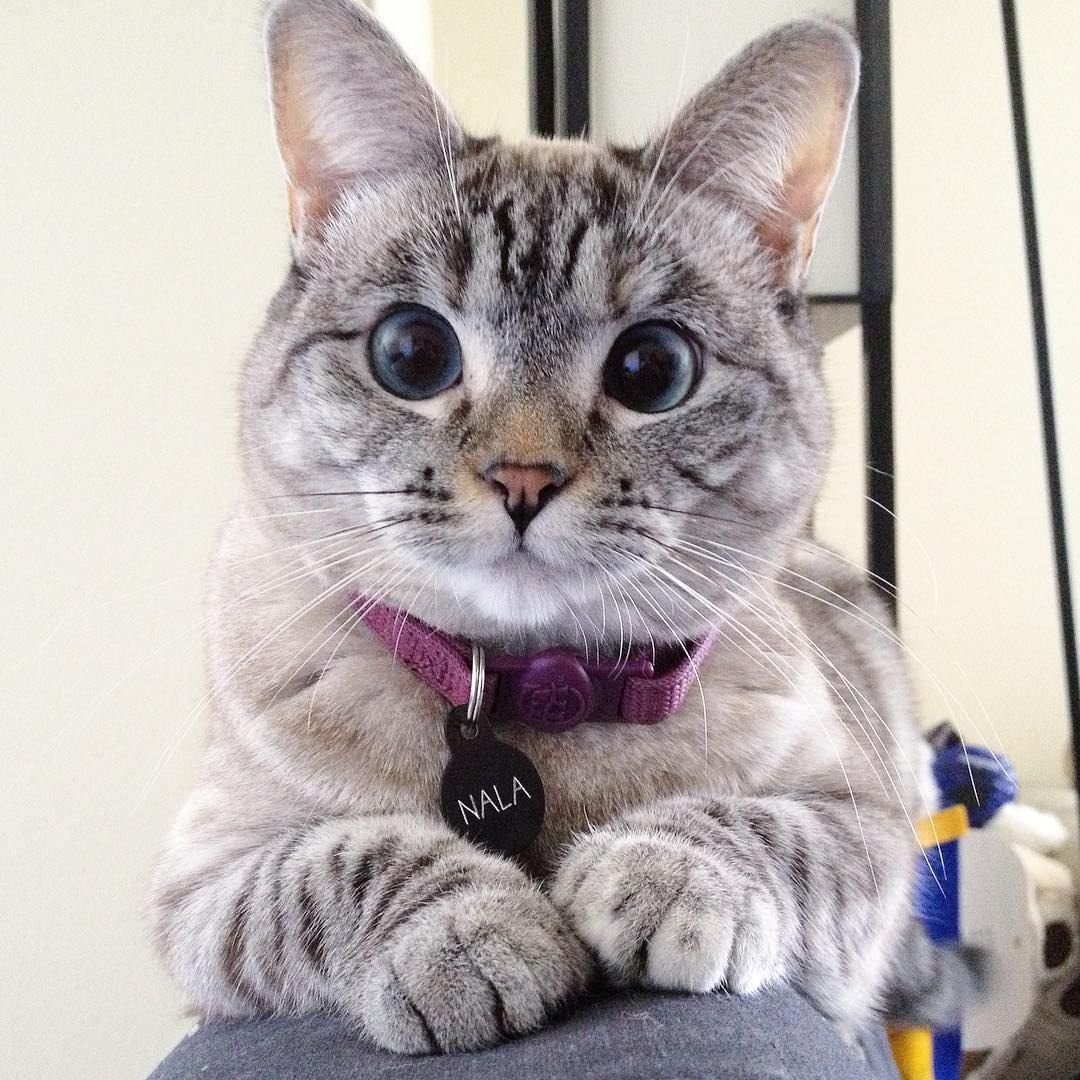 Коты-блогеры. популярные котейки из instagram - kompot journal %