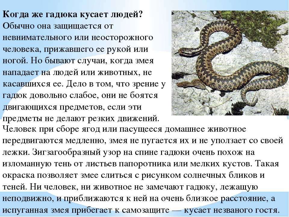 К чему снится укус змеи, если змея укусила во сне вас или кого-то другого? основные толкования, к чему снится укус змеи - автор екатерина данилова - журнал женское мнение